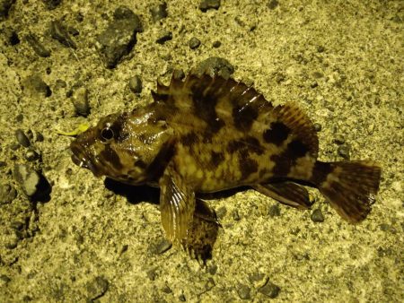 ガシラをあえて狙ってみた